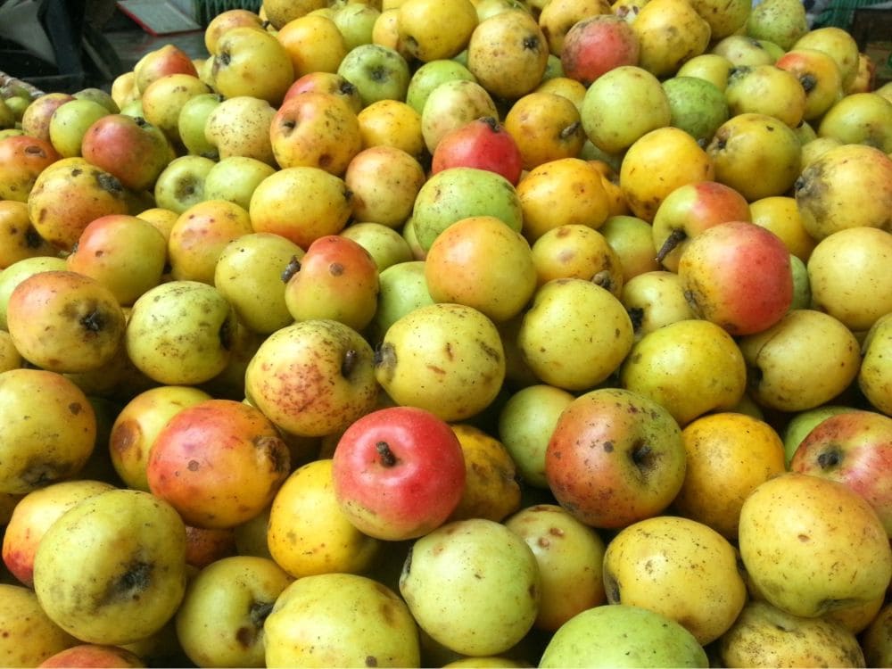 Táo mèo ngâm rượu